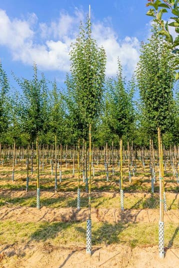 Crataegus monogyna Stricta hoogstam 10/12