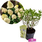 Hydrangea paniculata Skyfall + pot 19cm, Tuin en Terras, Planten | Tuinplanten, Verzenden