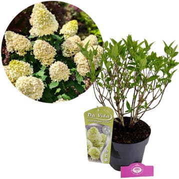 Hydrangea paniculata Skyfall + pot 19cm, Verzenden