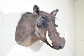 Large African Warthog Schedel - Phacochoerus africanus - 50, Nieuw