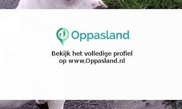 Gerardus zoekt een oppas in Bruinisse.