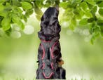 Grossenbacher ondersteunend hondentuig - Comfort en onderste, Dieren en Toebehoren, Verzenden, Nieuw, Hondenriem