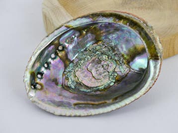 Abalone Schelp Groot - Palo santo hout of salie brander -..., Ophalen of Verzenden, Nieuw