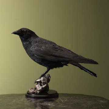 Kraai Taxidermie Opgezette Dieren By Max, Verzamelen, Dierenverzamelingen, Ophalen of Verzenden, Nieuw, Vogel, Opgezet dier