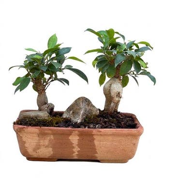 Olijf bonsai (Olea europaea) - Hoogte (boom): 20 cm - Diepte