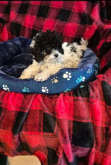 BOOMER / MALTIPOO PUP!  Teefje., Parvo, 8 tot 15 weken, Meerdere, Nederland
