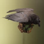 Raaf Taxidermie Opgezette Dieren By Max, Verzamelen, Dierenverzamelingen, Ophalen of Verzenden, Nieuw, Vogel, Opgezet dier