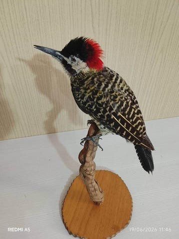 timmerman echt groen Taxidermie volledige montage - Colaptes, Nieuw