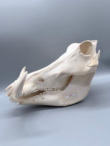 Wrattenzwijn Schedel van een zoogdier - Phacochoerus