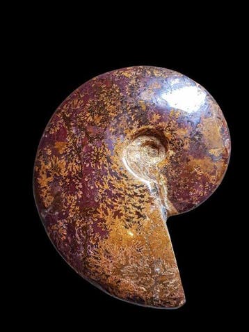 Ammoniet - Gefossiliseerde schelp - 16 cm - 13.5 cm