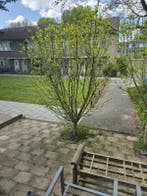 Te huur: Appartement Torenmolen in Purmerend, Noord-Holland, Purmerend, Appartement