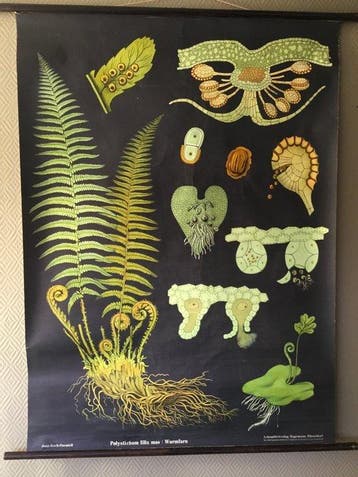 Jung Koch Quentell - Hagemann - Oude originele botanische, Antiek en Kunst