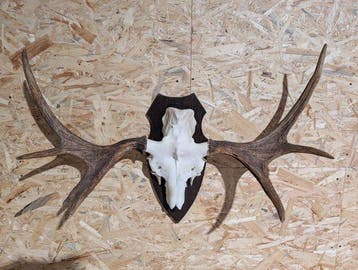 Eland Taxidermie wandmontage - alces alces - 67 cm - 92 cm -, Nieuw