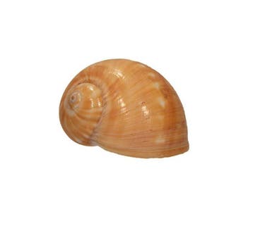 Tanea areolata (40 mm) - Zeldzaam GROTE MAAT -, Nieuw