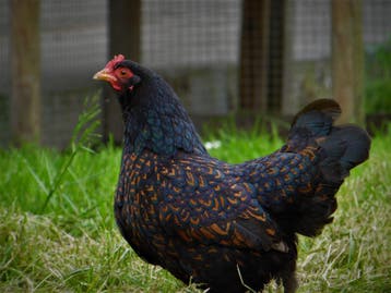 Prachtige Barnevelder krielkippen, snel tam, goede leg, Dieren en Toebehoren, Pluimvee, Vrouwelijk, Kip