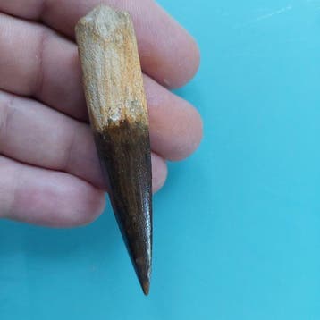 Spinosaurus - Fossiele tand - 79 mm - 15 mm