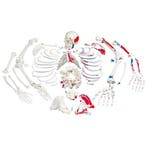 Anatomie model menselijk skelet met spieren, ongemonteer..., Nieuw