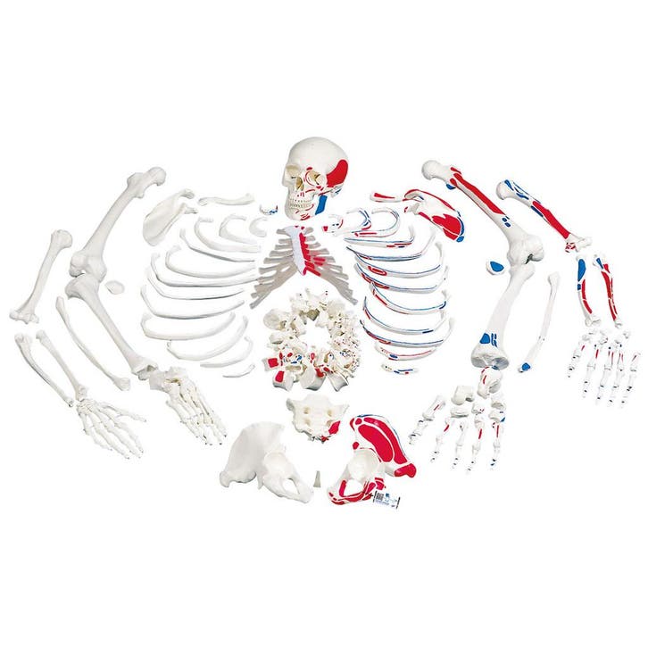 Anatomie model menselijk skelet met spieren, ongemonteer..., Sport en Fitness, Massageproducten