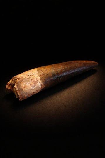 Dinosaurus - Fossiele tand - Spinosaurus aegyptiacus - 10.9