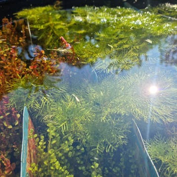 Vijverplanten en Waterplanten | Ruime keuze, Nieuw