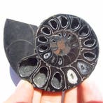 Zwarte ammoniet gezaagde helften, Verzamelen, Mineralen en Fossielen, Verzenden, Fossiel