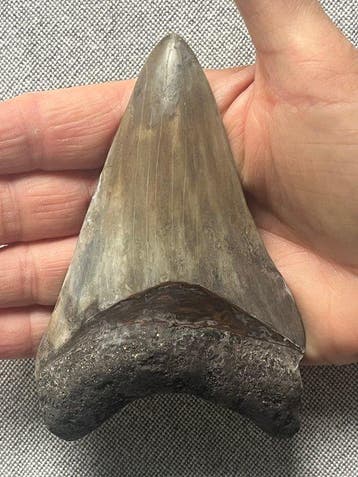 Megalodon-tand 12,0 cm - Fossiele tand - Carcharocles