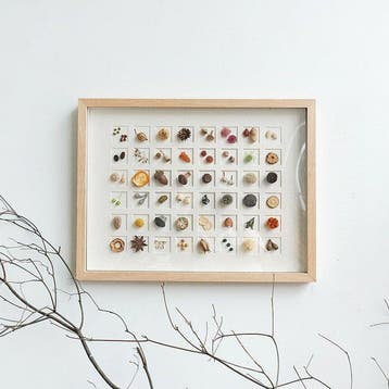 Verschillende zaadmonsters Taxidermie volledige montage -, Antiek en Kunst