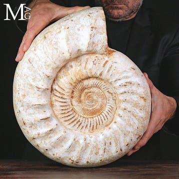 Groot Kranaosphinctes-ammonietfossiel uit de Jura-periode -, Verzamelen, Mineralen en Fossielen