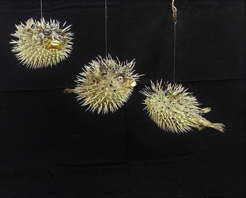 3 grote curieuze stachelfische Skelet - Diodontidae