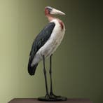 Afrikaanse Maraboe Taxidermie Opgezette Dieren By Max, Ophalen of Verzenden, Nieuw, Vogel, Opgezet dier