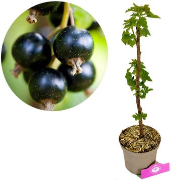 Ribes Nigrum Big Ben + pot 17cm, Verzenden, Volle zon