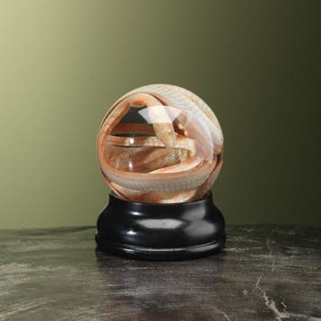 Slang op Sterk Water Taxidermie Opgezette Dieren By Max, Verzamelen, Ophalen of Verzenden, Nieuw, Reptiel of Amfibie, Opgezet dier