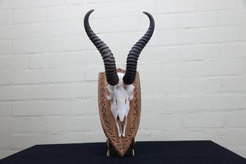 Springbok Schedel - Antidorcas marsupialis - 0 cm - 0 cm - 0, Nieuw