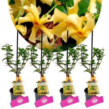 Trachelospermum jas Star of Toscane + Pot 9cm, Verzenden, Halfschaduw