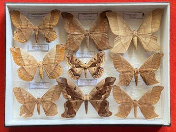 Vlinder Taxidermie volledige montage - Arsenura - 5 cm - 25