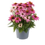 Echinacea Pow Wow Wild Berry (Roze, vaste planten), Volle zon, Vaste plant, Siergrassen, Ophalen of Verzenden