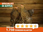 Mooie sierkippen | Ingeënt en gezonde kippen, goed advies, Dieren en Toebehoren, Pluimvee, Meerdere dieren, Kip
