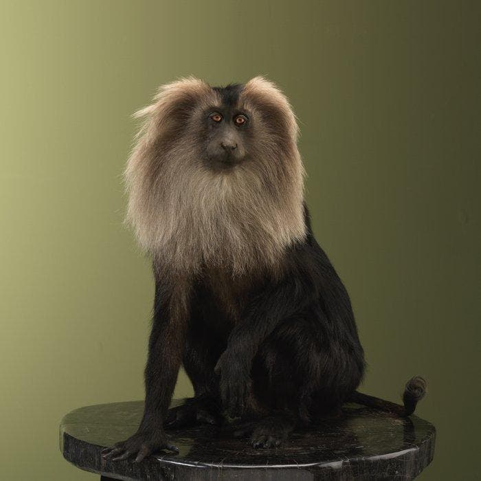 Aap Taxidermie volledige montage - Macaca silenus - 53 cm -, Verzamelen, Dierenverzamelingen