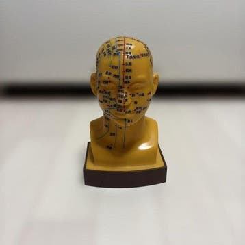 Anatomisch model - Traditionele Chinese Geneeskunde