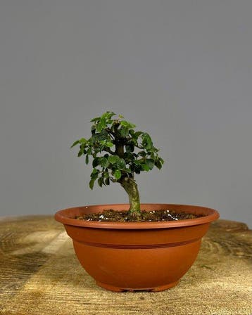 Zwepenboom bonsai (Celtis) - Hoogte (boom): 15 cm - Diepte