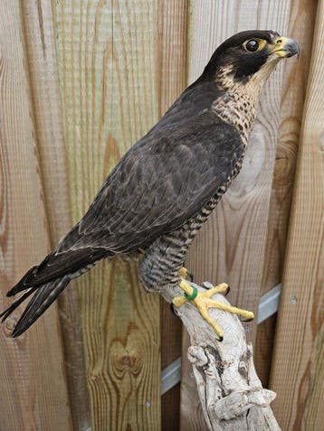 Slechtvalk Taxidermie volledige montage - Falco Pergrines -, Nieuw