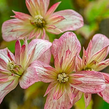Clematis Marjorie container (C2) Sierplanten, Roze, Wit, Tuin en Terras, Verzenden, Bodembedekkers