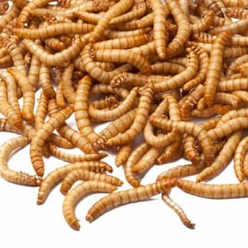 Gedroogde Meelwormen van Premium Kwaliteit - Perfect voor Vo, Dieren en Toebehoren, Verzenden, Vogel