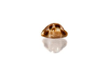 >>> geruite kaurischelp  GEM  met gegevensblad Taxidermie, Verzamelen, Nieuw
