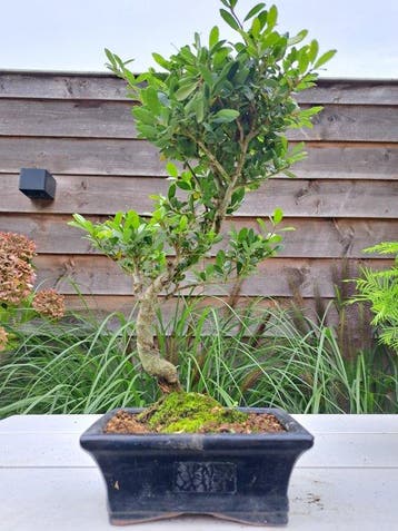 ilex bonsai (japanse hulst) - Hoogte (boom): 35 cm - Diepte