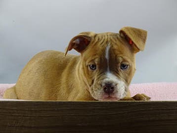 Old English Bulldog pups! | Mogen mee! | Hartelijk Welkom., Parvo, Nederland, 8 tot 15 weken, Bulldog