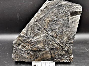 Varen - Gefossiliseerde plant - Alethopteris lonchitica