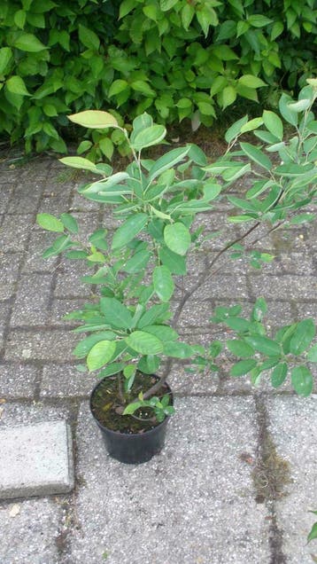 Krenteboompjes in pot, Amelanchier lamarckii ,80 cm krent, In pot, Halfschaduw, Lente, Minder dan 100 cm