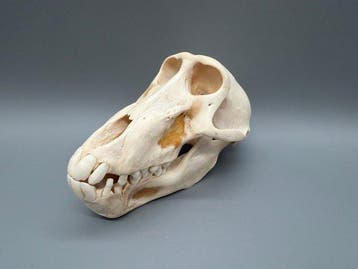 Aap Schedel van een zoogdier - Papio Ursinus - 11 cm - 11 cm, Nieuw