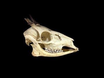 Ree Taxidermie volledige montage - Hydrochoerus hydrochaeris, Nieuw